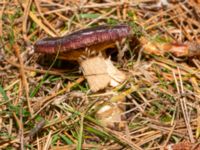 Russula cessans Beijers park, Malmö, Skåne, Sweden 20241108_0014