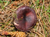 Russula cessans Beijers park, Malmö, Skåne, Sweden 20241108_0015