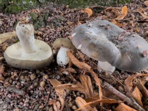 Russula cyanoxantha - Charcoal Burner - Brokkremla