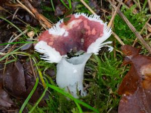 Russula fragilis - Fragile Russula - Skörkremla