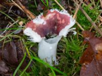 Russula fragilis Eket, Toarp, Malmö, Skåne, Sweden 20231113_0077