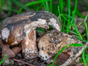 Russula nigricans - Blackening Brittlegill - Svartkremla