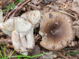 Russula pectinatoides - Mild kamkremla