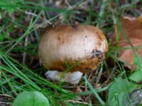 Russula pectinatoides Östra kyrkogården, Malmö, Skåne, Sweden 20240726_0014