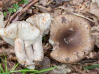 Russula pectinatoides Eket, Toarp, Malmö, Skåne, Sweden 20230726_0202