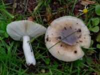 Russula pectinatoides St Pauli mellersta kyrkogård, Malmö, Skåne, Sweden 20230803_0003