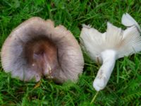 Russula pectinatoides St Pauli mellersta kyrkogård, Malmö, Skåne, Sweden 20230803_0009