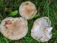 Russula pectinatoides St Pauli mellersta kyrkogård, Malmö, Skåne, Sweden 20230803_0015