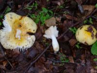 Russula solaris Beijers park, Malmö, Skåne, Sweden 20230802_0045