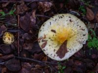 Russula solaris Beijers park, Malmö, Skåne, Sweden 20230802_0046