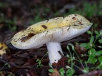 Russula solaris Beijers park, Malmö, Skåne, Sweden 20230802_0048