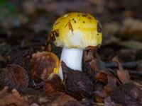 Russula solaris Beijers park, Malmö, Skåne, Sweden 20230802_0051