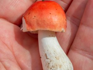 Russula vesca - Bare-toothed Russula - Kantkremla