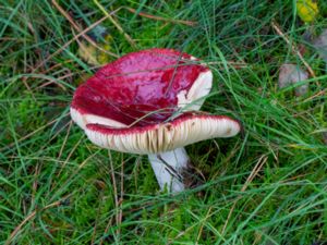 Russula vinosa - Vinkremla