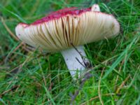 Russula vinosa Järavallen, Kävlinge, Skåne, Sweden 20190927_0043