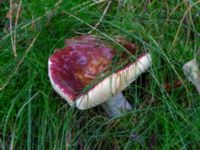 Russula vinosa Järavallen, Kävlinge, Skåne, Sweden 20190927_0046