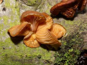 Sarcomyxa serotina - Late Fall Oyster - Grönmussling