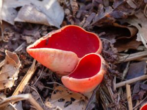 Sarcoscypha austriaca - Scarlet Elfcup - Scharlakansskål