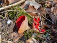 Sarcoscypha austriaca 595 m VSV Gudmundtorp, Svedala, Skåne, Sweden 20180406_0032