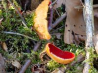 Sarcoscypha austriaca 595 m VSV Gudmundtorp, Svedala, Skåne, Sweden 20180406_0037