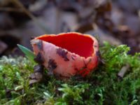 Sarcoscypha austriaca 595 m VSV Gudmundtorp, Svedala, Skåne, Sweden 20180406_0044