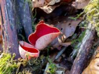 Sarcoscypha austriaca 595 m VSV Gudmundtorp, Svedala, Skåne, Sweden 20180406_0045