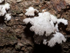 Schizophyllum commune - Split-gill Mushroom - Klyvblad