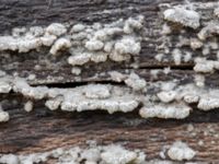 Schizophyllum commune Badplatsen, Klagshamns udde, Malmö, Skåne, Sweden 20230516_0032