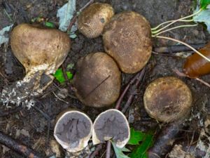 Scleroderma verrucosum - Scaly Earthball - Knottrig rottryffel