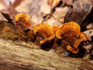 Stereum hirsutum - False Turkey Tail - Raggskinn