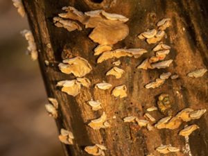 Stereum subtomentosum - Yellowing Curtain Crust - Sammetsskinn