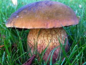 Suillellus luridus - Lurid Bolete - Eldsopp