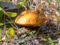 Suillus grevillei Lilla Vittsjö, Vittsjö, Hässleholm, Skåne, Sweden 20230916_0125