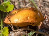 Suillus grevillei Lilla Vittsjö, Vittsjö, Hässleholm, Skåne, Sweden 20230916_0126