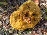 Suillus grevillei Lilla Vittsjö, Vittsjö, Hässleholm, Skåne, Sweden 20230916_0127