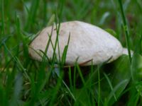 Suillus viscidus Källängen, Malmö, Skåne, Sweden 20240928_0007