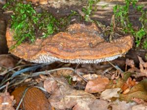 Trametes gibbosa - Lumpy Bracket - Korkticka