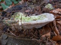 Trametes gibbosa Östra kyrkogården, Malmö, Skåne, Sweden 20230205_0019