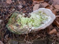 Trametes gibbosa Östra kyrkogården, Malmö, Skåne, Sweden 20230205_0021