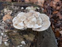 Trametes gibbosa Östra kyrkogården, Malmö, Skåne, Sweden 20230205_0033