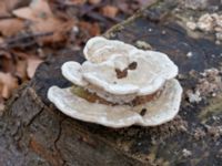 Trametes gibbosa Östra kyrkogården, Malmö, Skåne, Sweden 20230205_0034