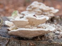 Trametes gibbosa Östra kyrkogården, Malmö, Skåne, Sweden 20230205_0035