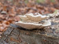 Trametes gibbosa Östra kyrkogården, Malmö, Skåne, Sweden 20230205_0036