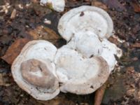 Trametes gibbosa Tallriken, Pildammsparken, Malmö, Skåne, Sweden 20240227_0009