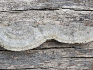 Trametes hirsuta - Hairy Bracket - Borstticka