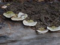 Trametes hirsuta Bulltoftaparken, Malmö, Skåne, Sweden 20230211_0063