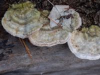 Trametes hirsuta Bulltoftaparken, Malmö, Skåne, Sweden 20230211_0064