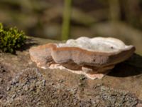 Trametes hirsuta Påarp, Helsingborg, Skåne, Sweden 20180408_0014