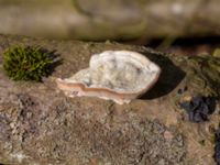 Trametes hirsuta Påarp, Helsingborg, Skåne, Sweden 20180408_0015