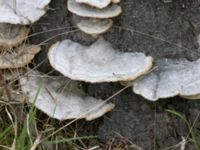 Trametes hirsuta S växthusen, Klagshamns udde, Malmö, Skåne, Sweden 20230423_0037